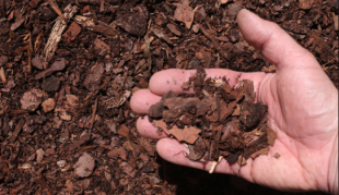 Smoke transformed in Hummus - Regenerative Agriculture Area