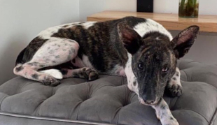 Jornadas de Esterilización